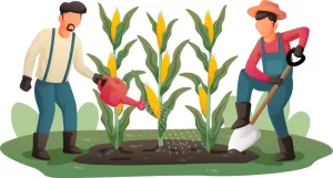 car dragasani sprijinim agricultura